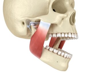 استخوان ها، ماهیچه ها و اعصاب درگیر در حرکت فک